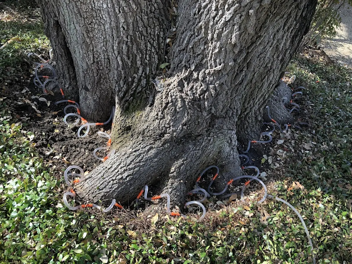 Detailed Tree Cabling and Bracing job site in Hoodsport