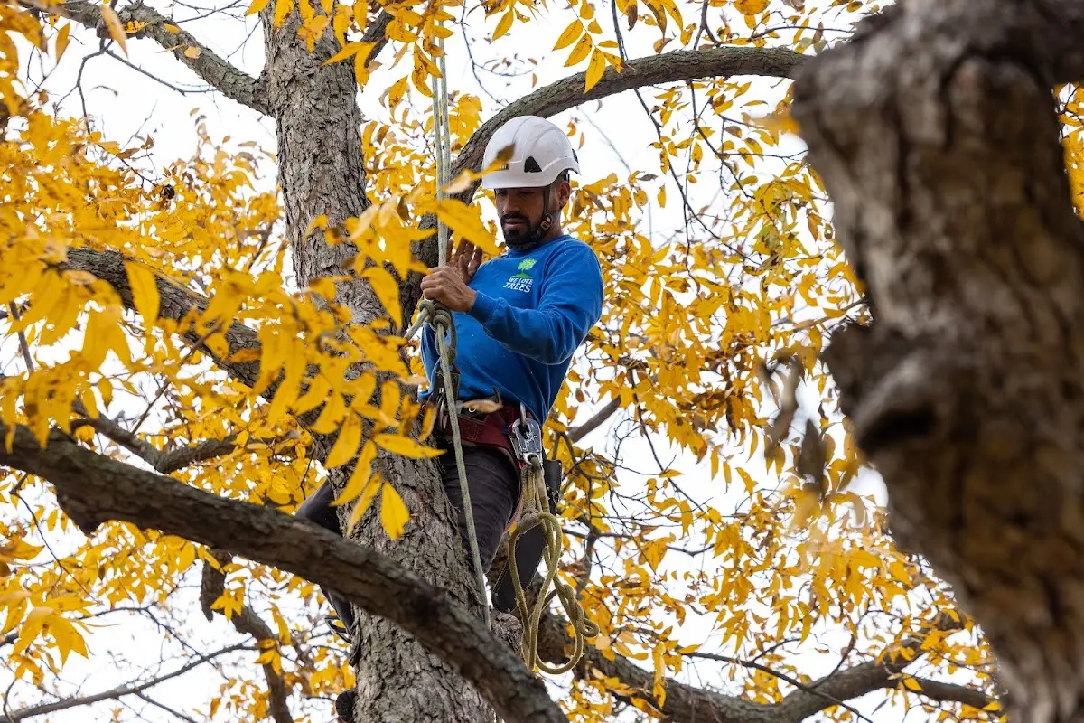 Skilled Tree Pruning crew working in Hoodsport