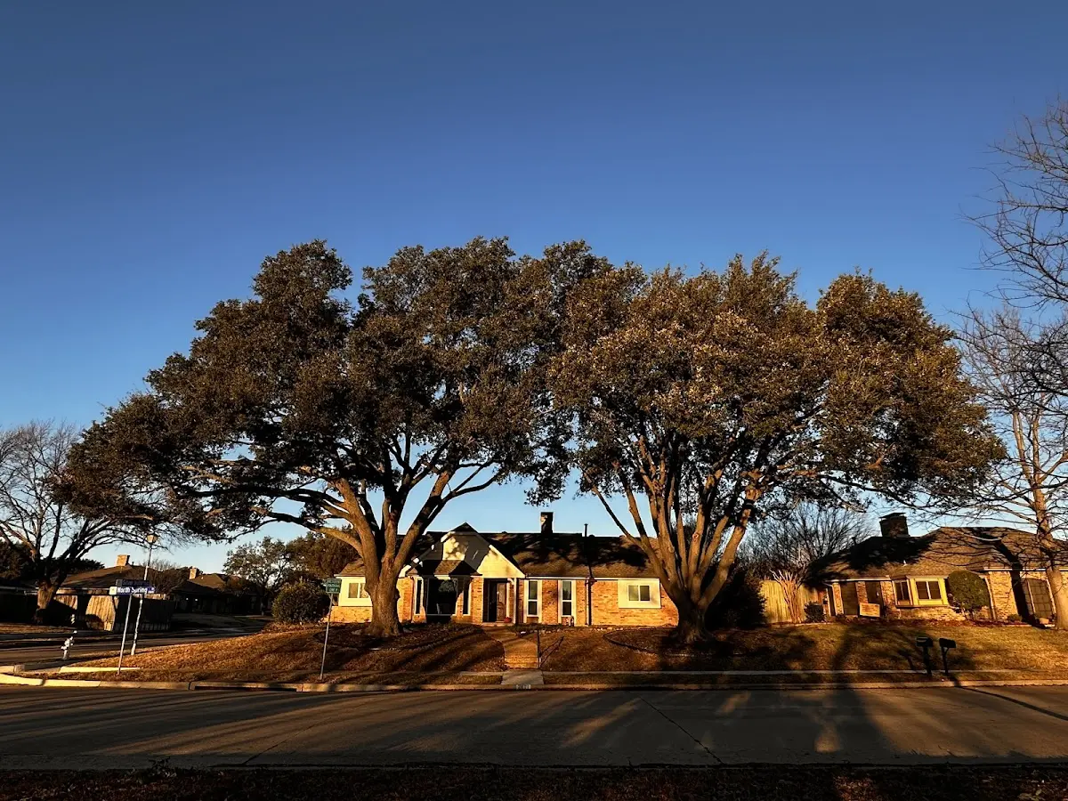 Established residential canopy tree shading a home in Hoodsport